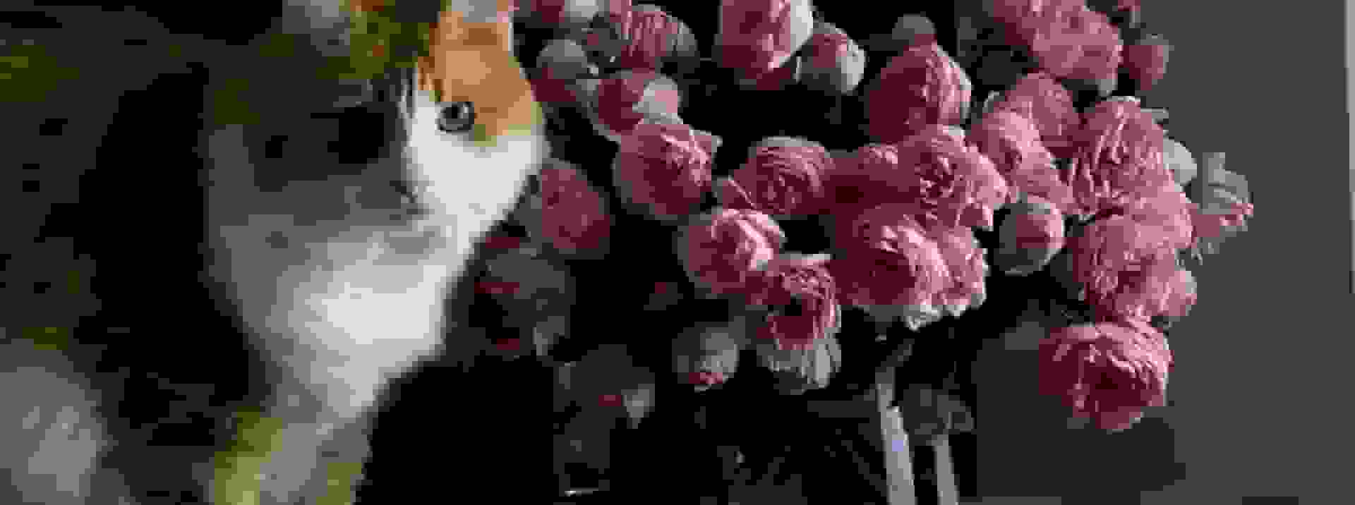 Banner 1